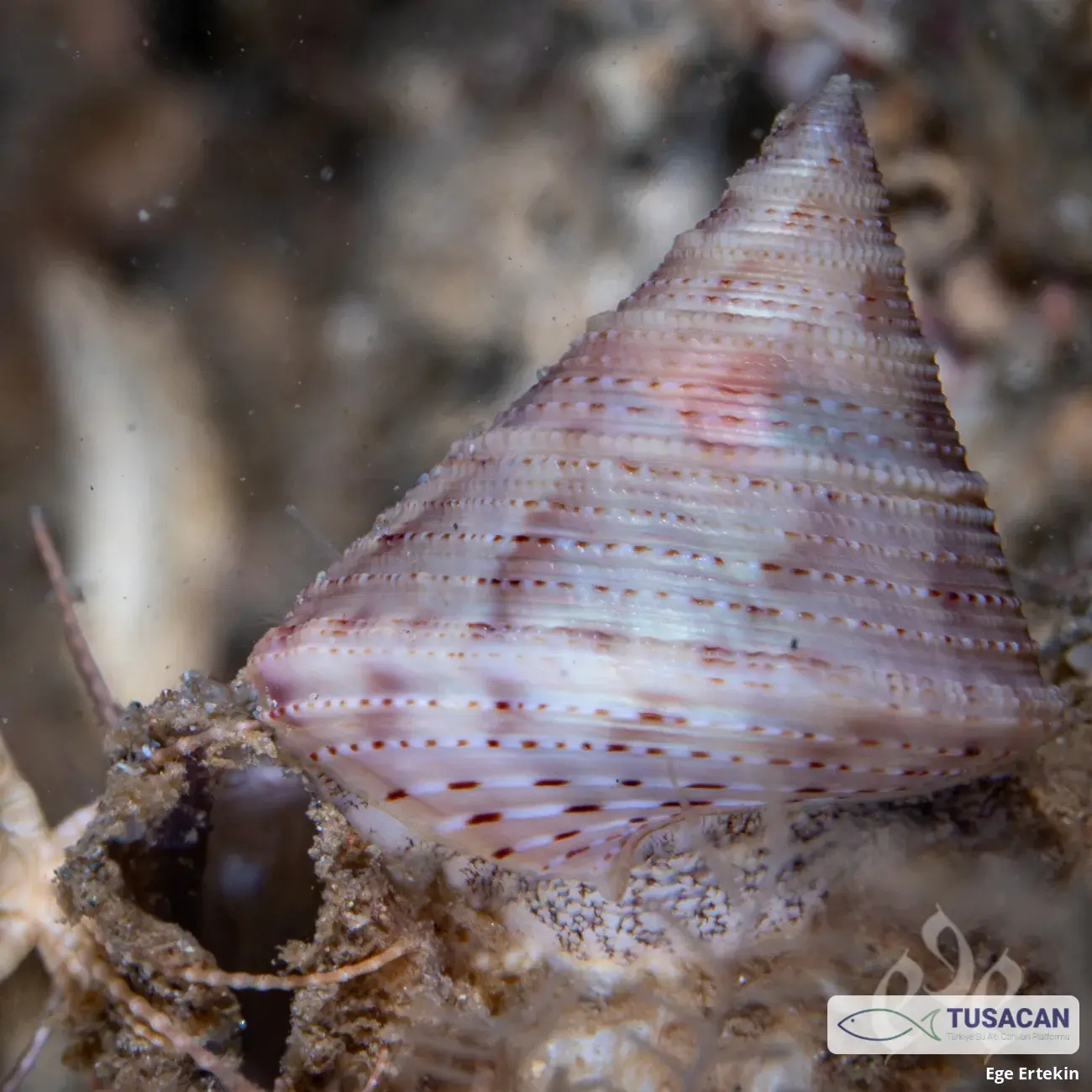 Calliostoma zizyphinum