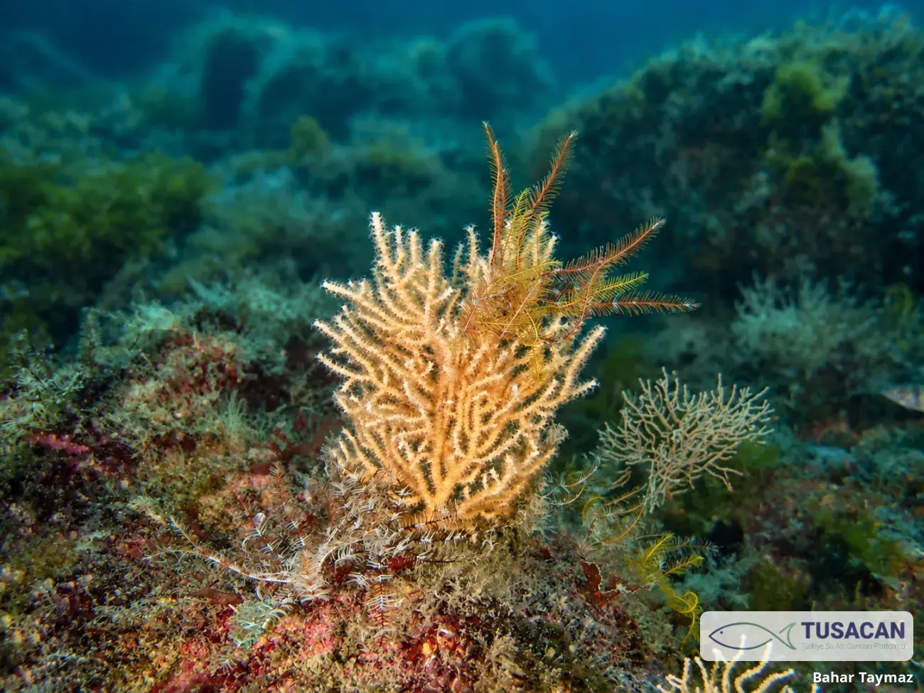 Eunicella cavolini