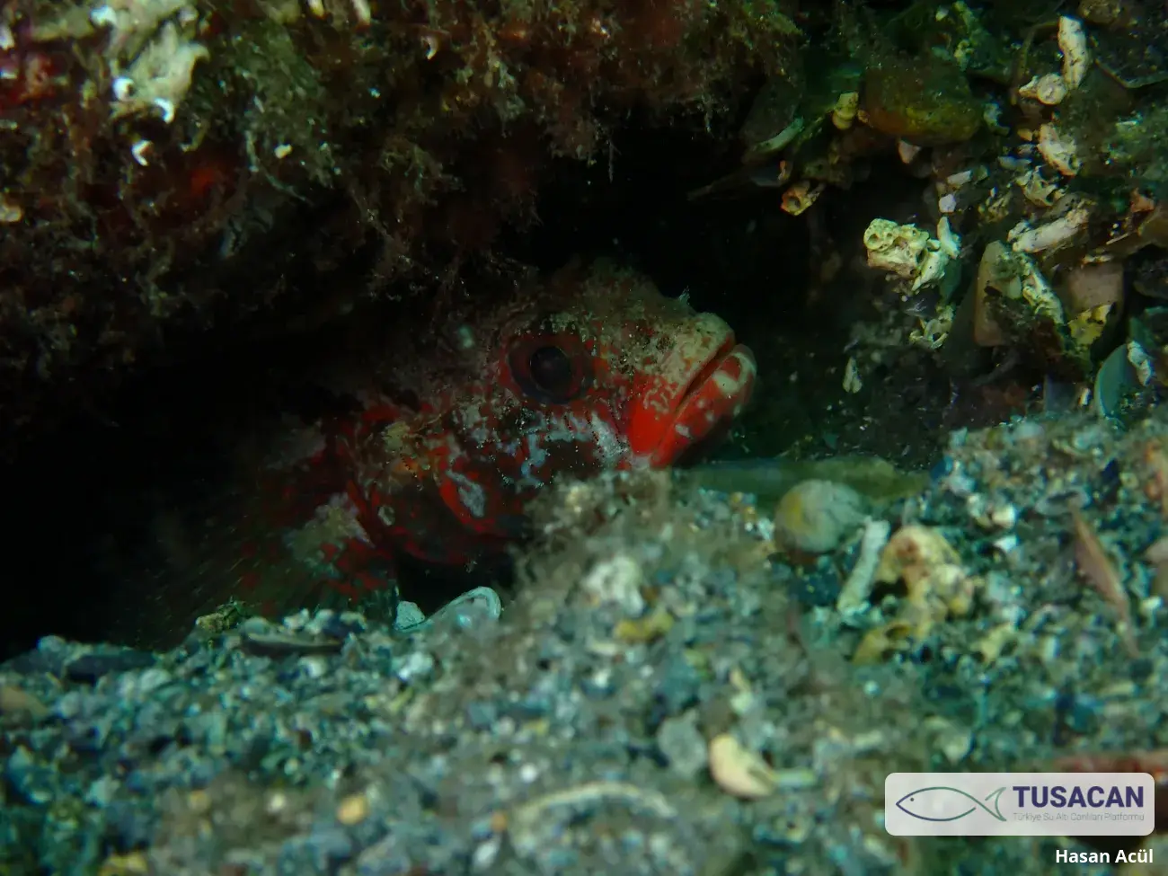 Gobius cruentatus