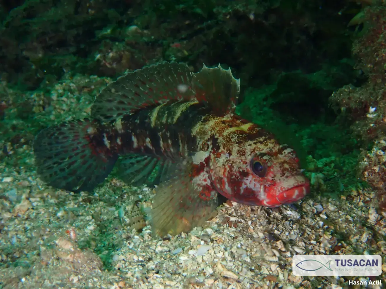 Gobius cruentatus