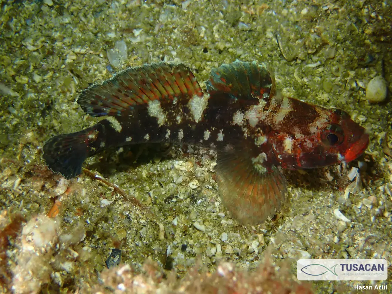 Gobius cruentatus