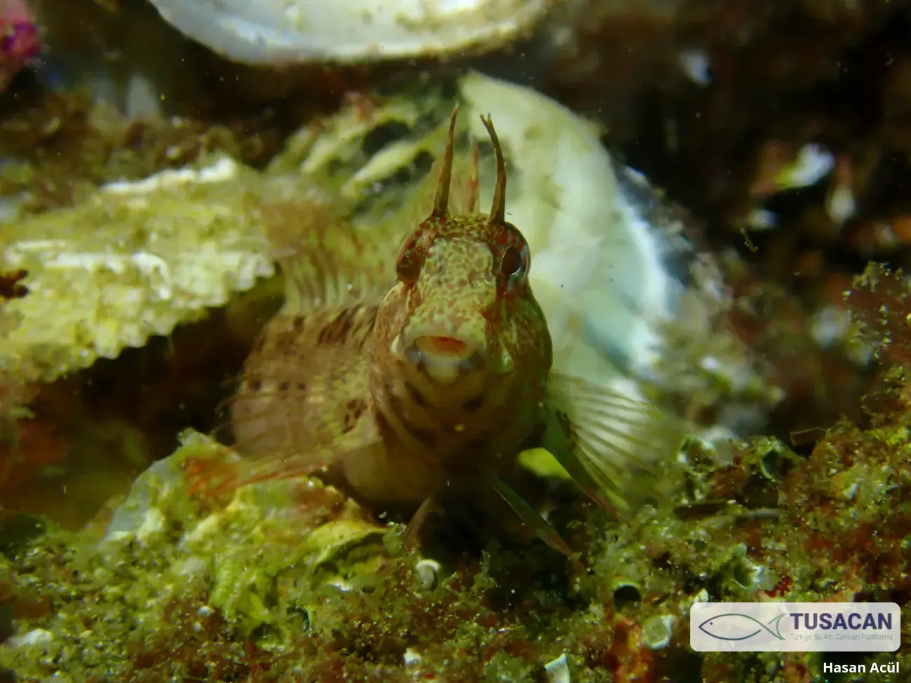 Parablennius tentacularis