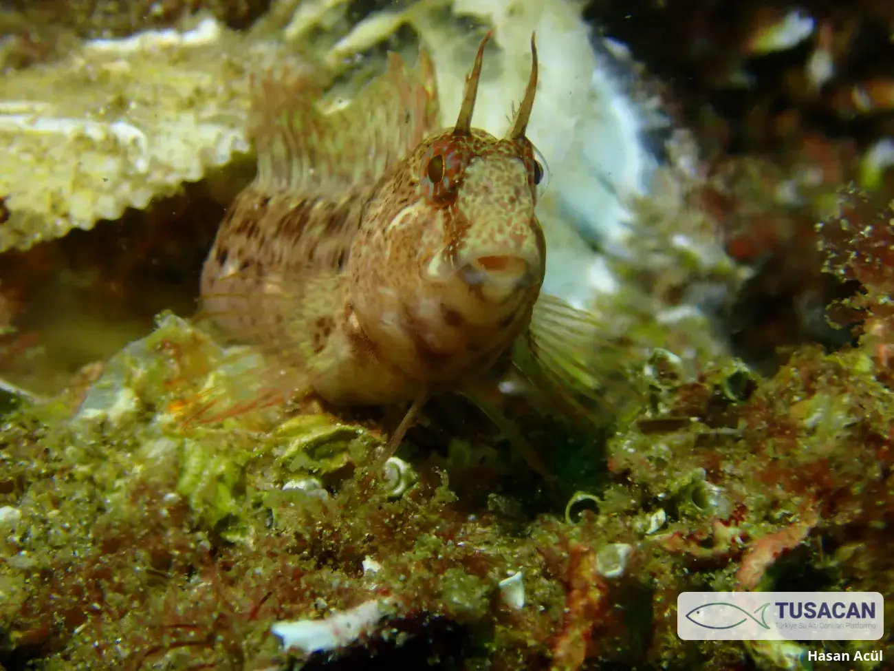 Parablennius tentacularis