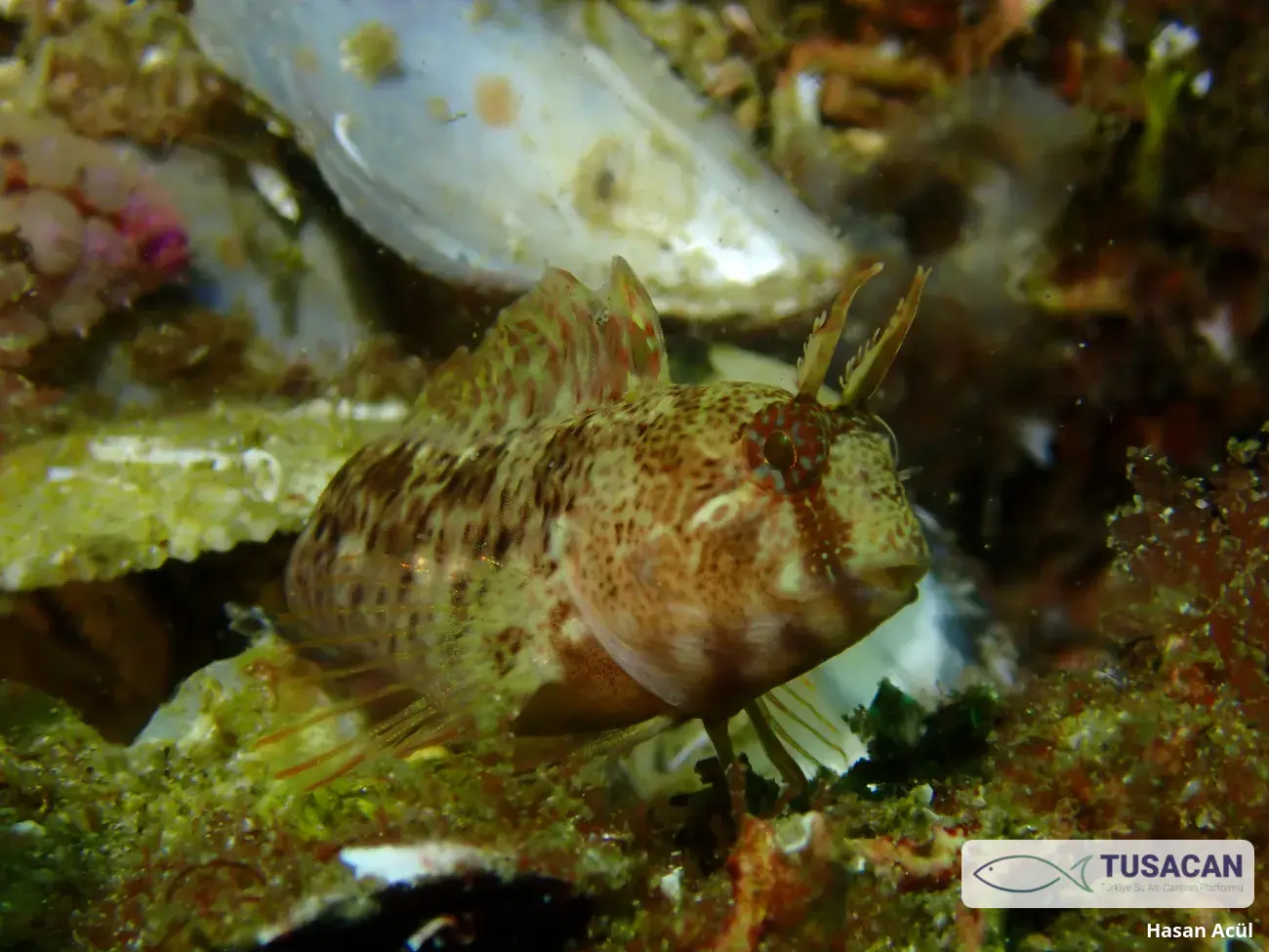 Parablennius tentacularis