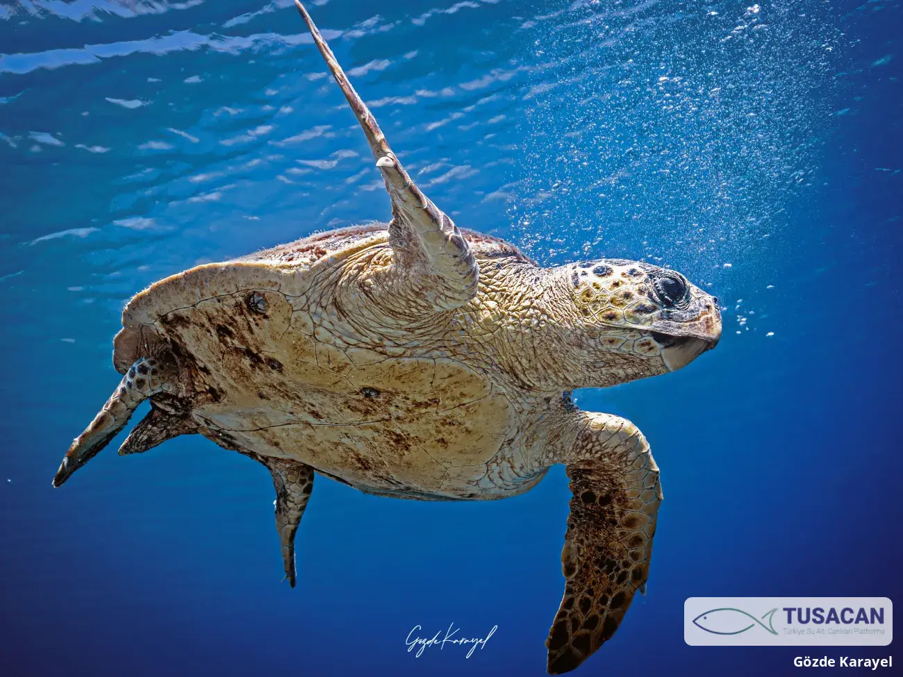 Chelonia mydas