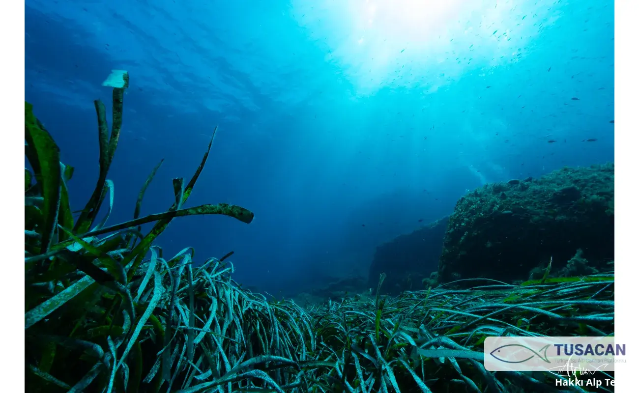 Posidonia oceanica
