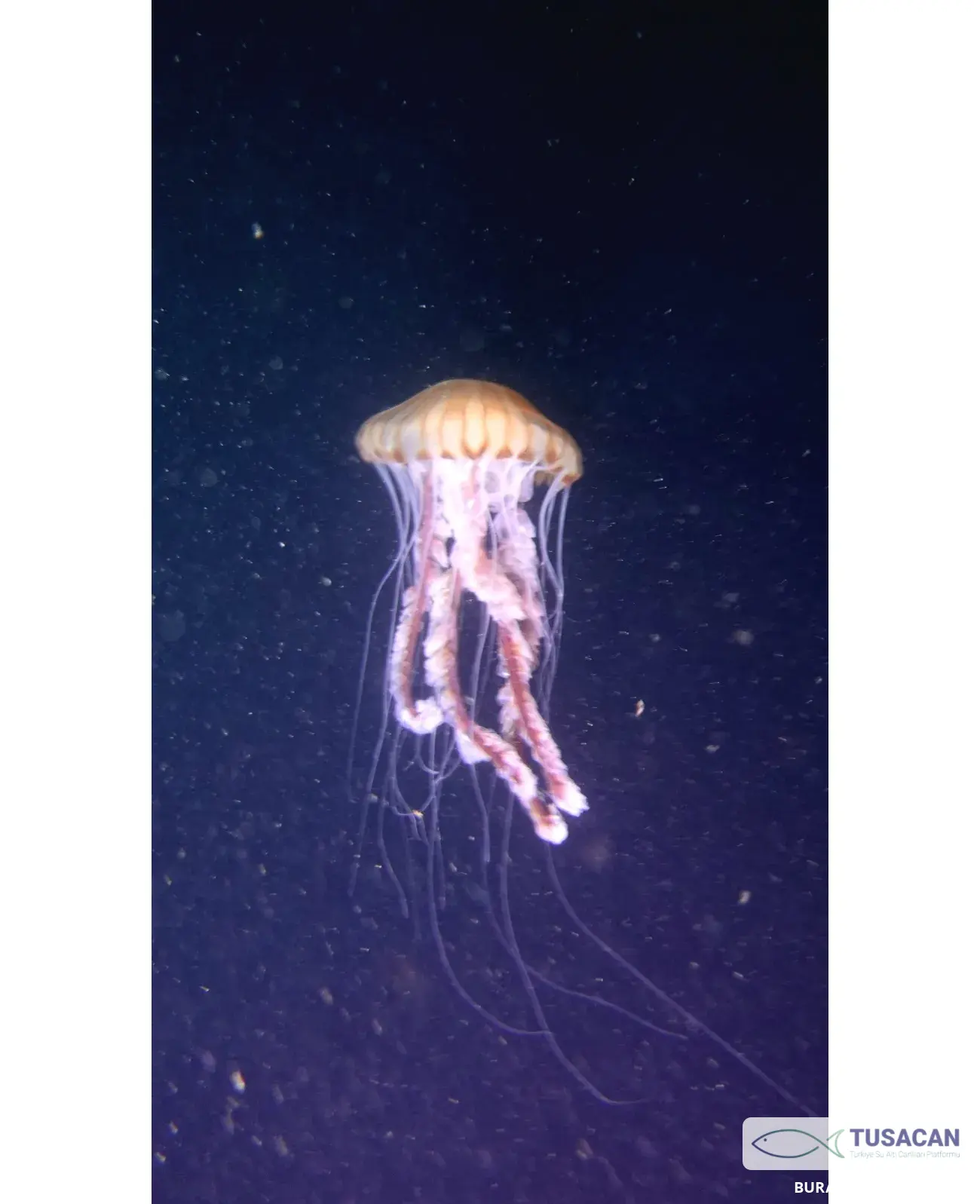 Chrysaora hysoscella