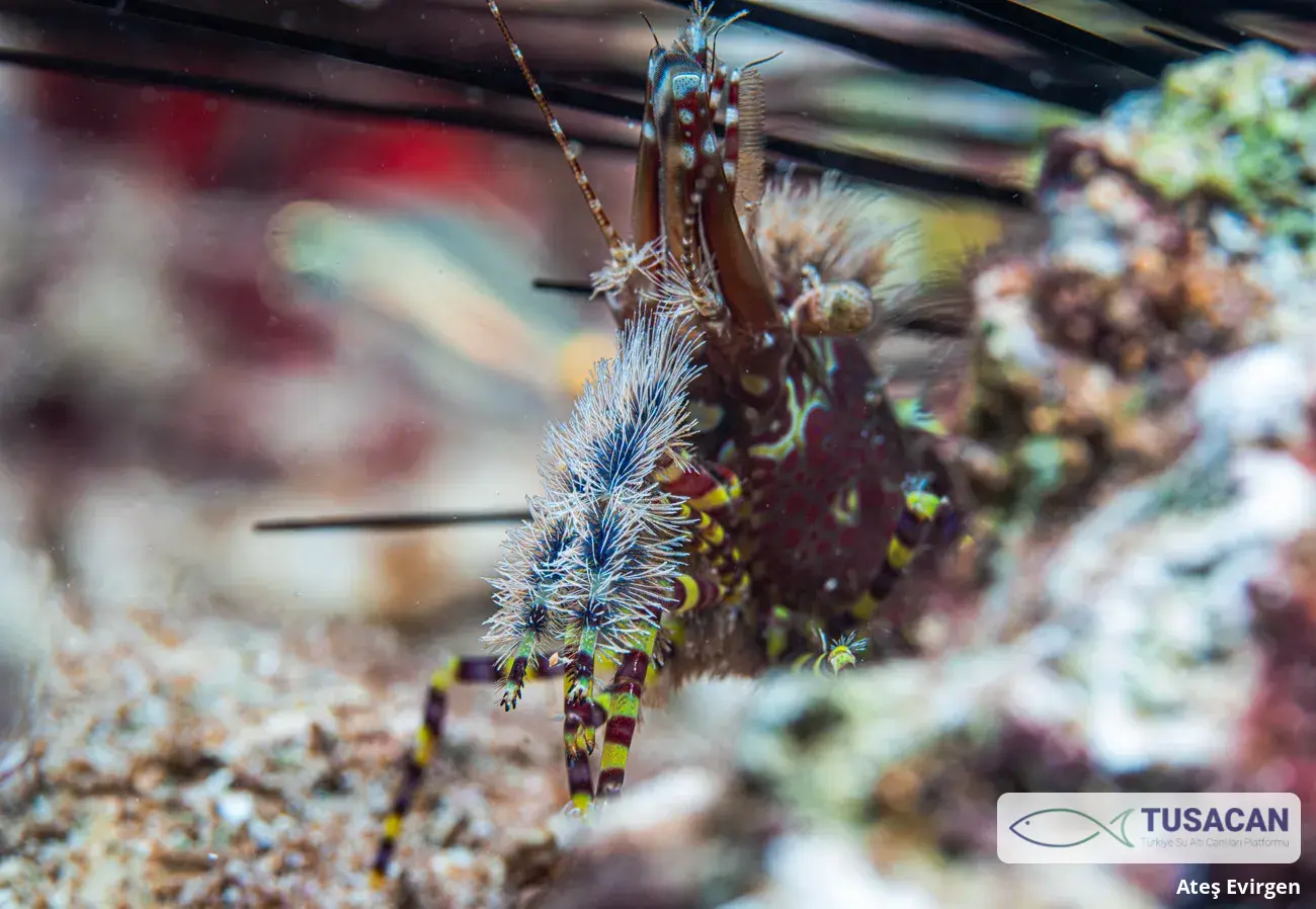 Saron marmoratus