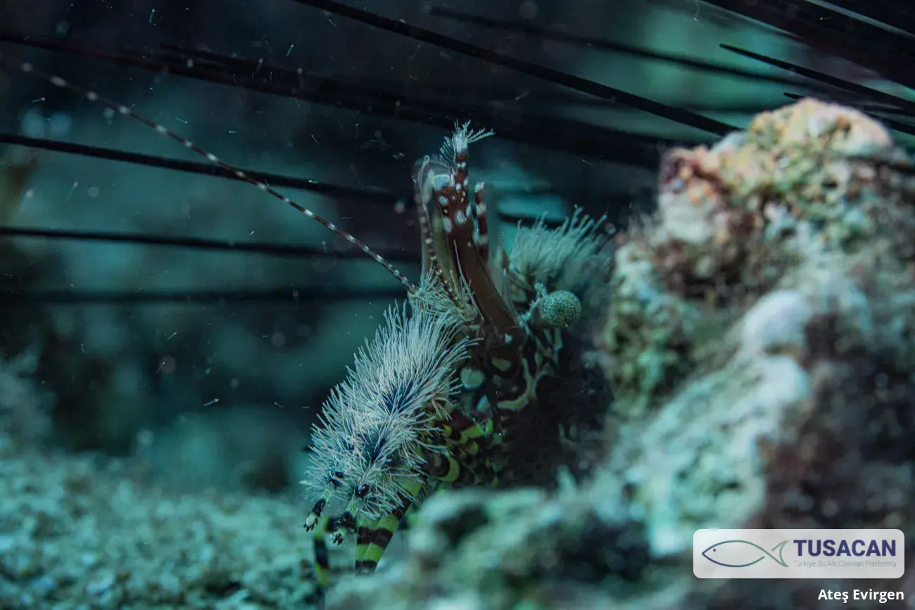 Saron marmoratus