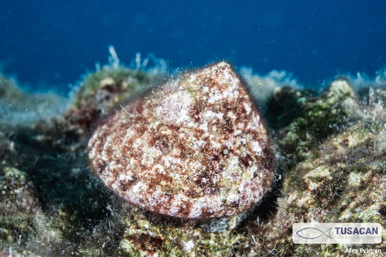 Trochus erithreus