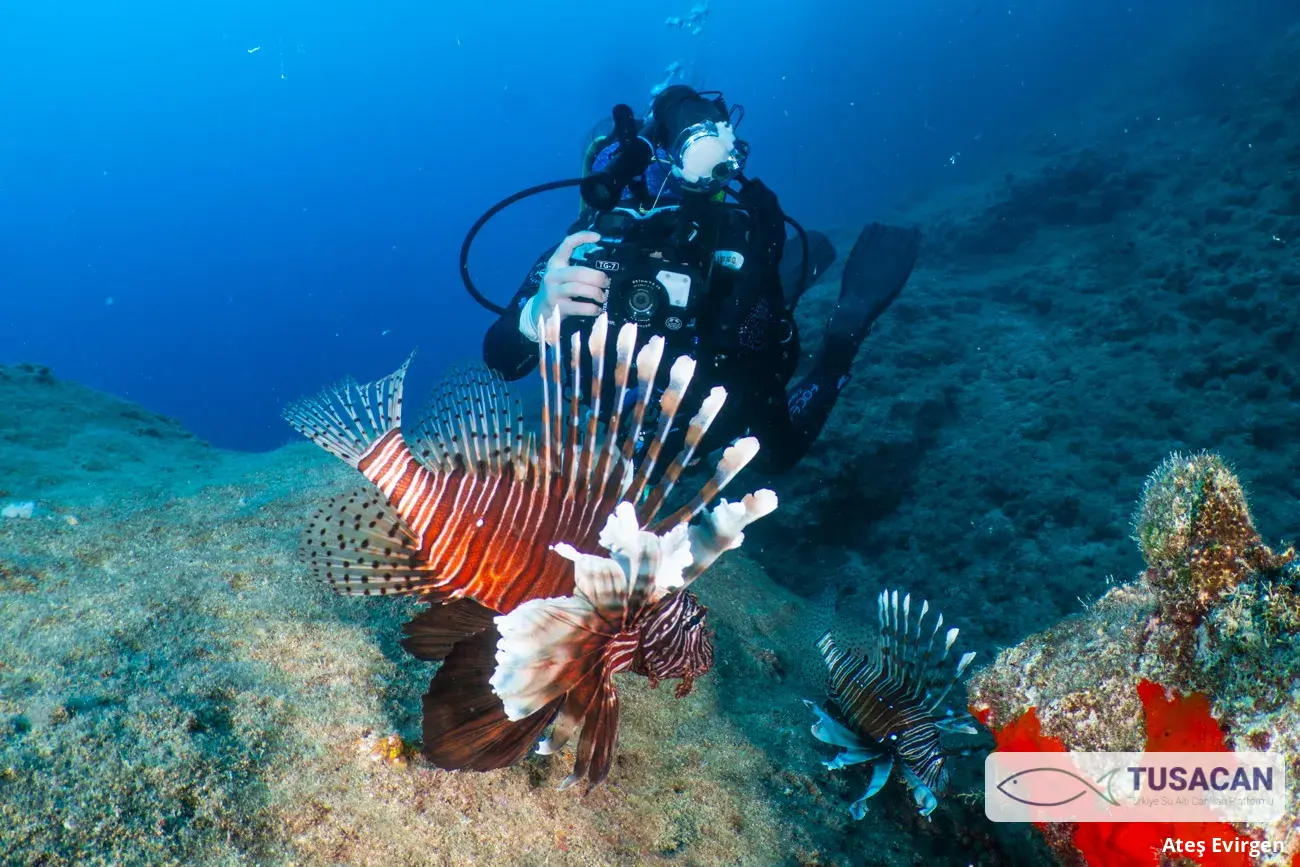 Pterois miles