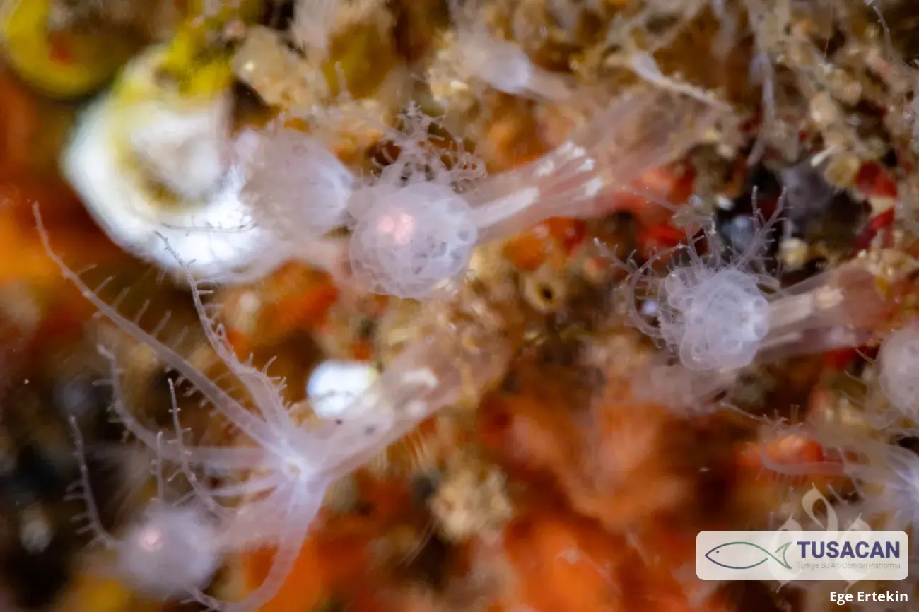 Cornularia cornucopiae