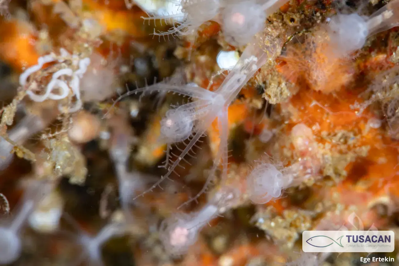 Cornularia cornucopiae
