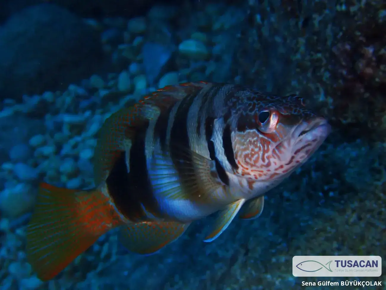 Serranus scriba