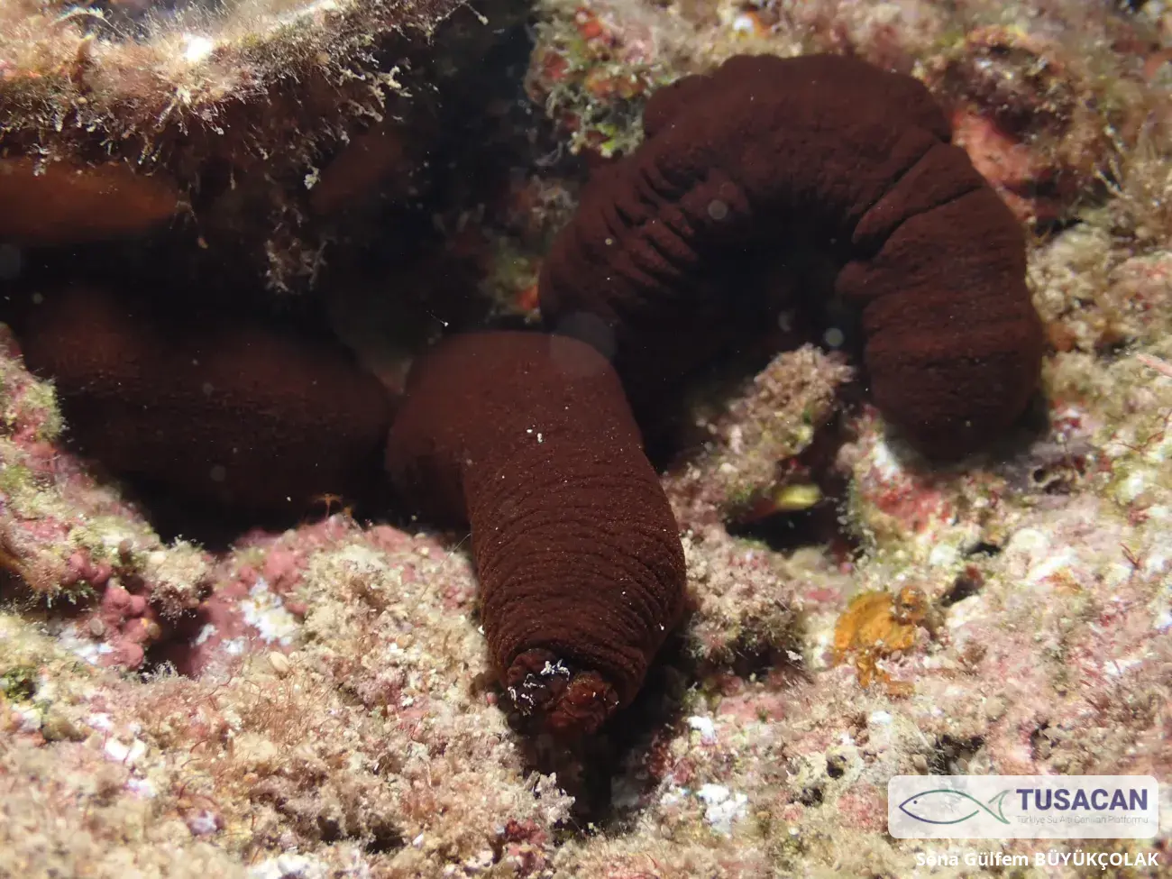 Synaptula reciprocans