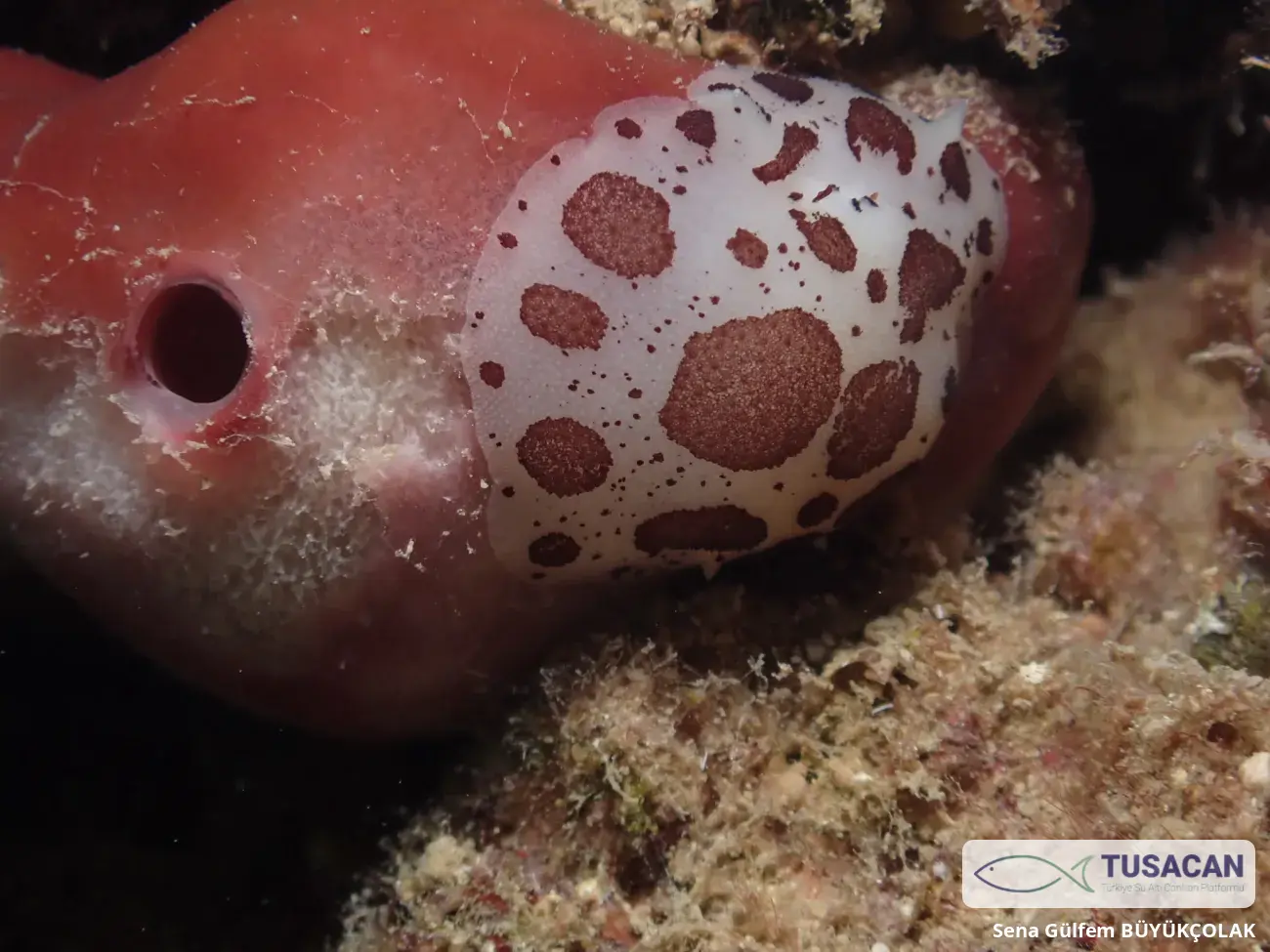 Peltodoris atromaculata