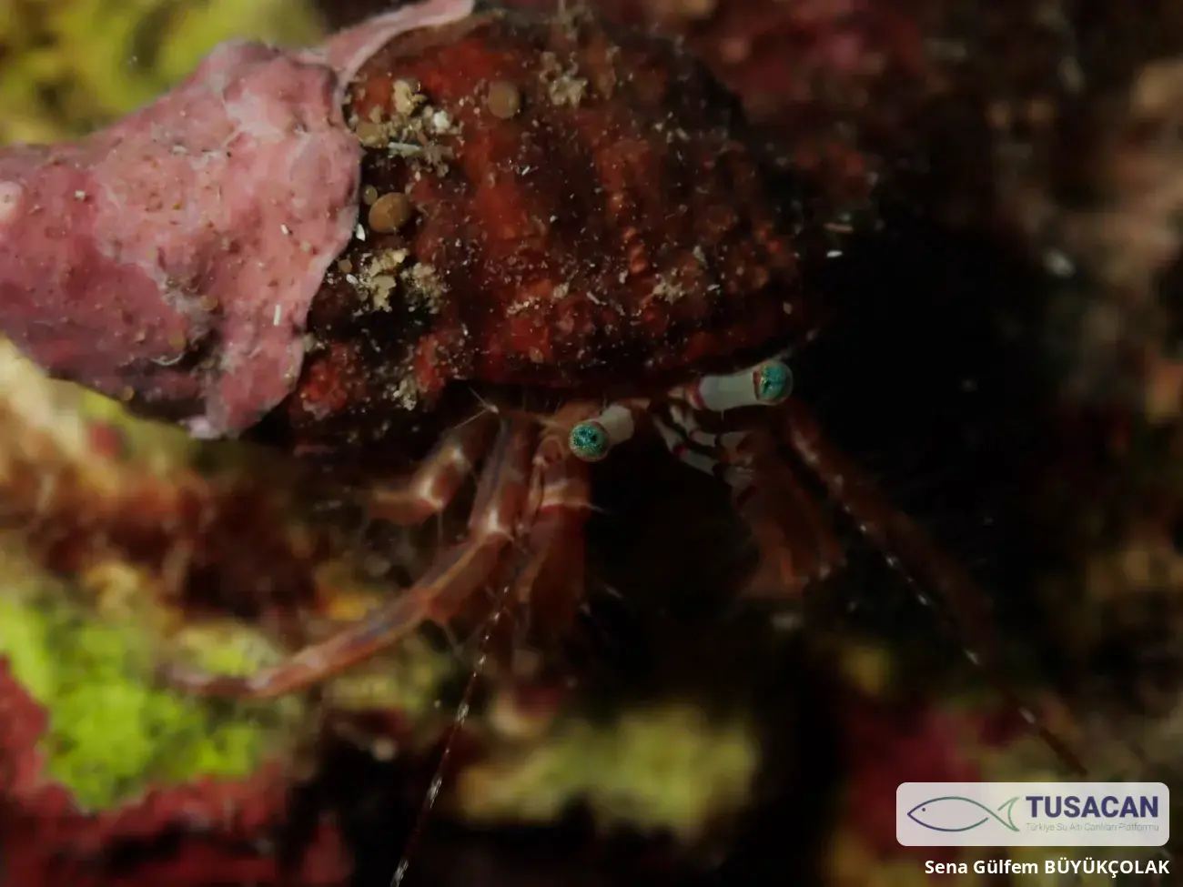 Pagurus anachoretus