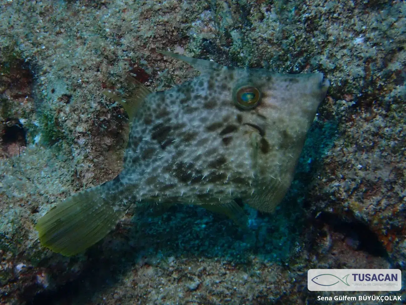 Stephanolepis diaspros