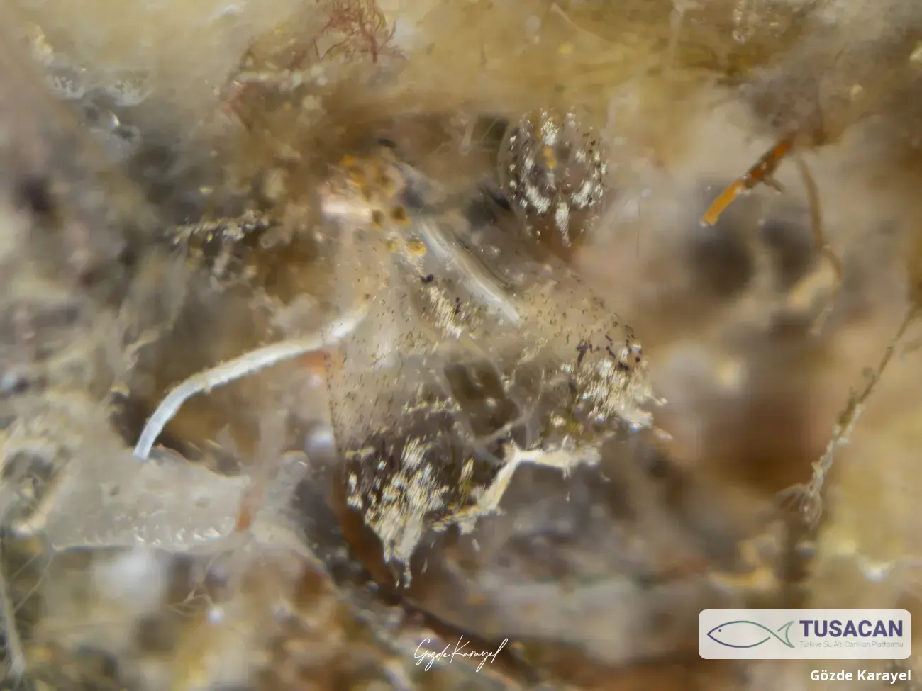 Branchiomma sp.
