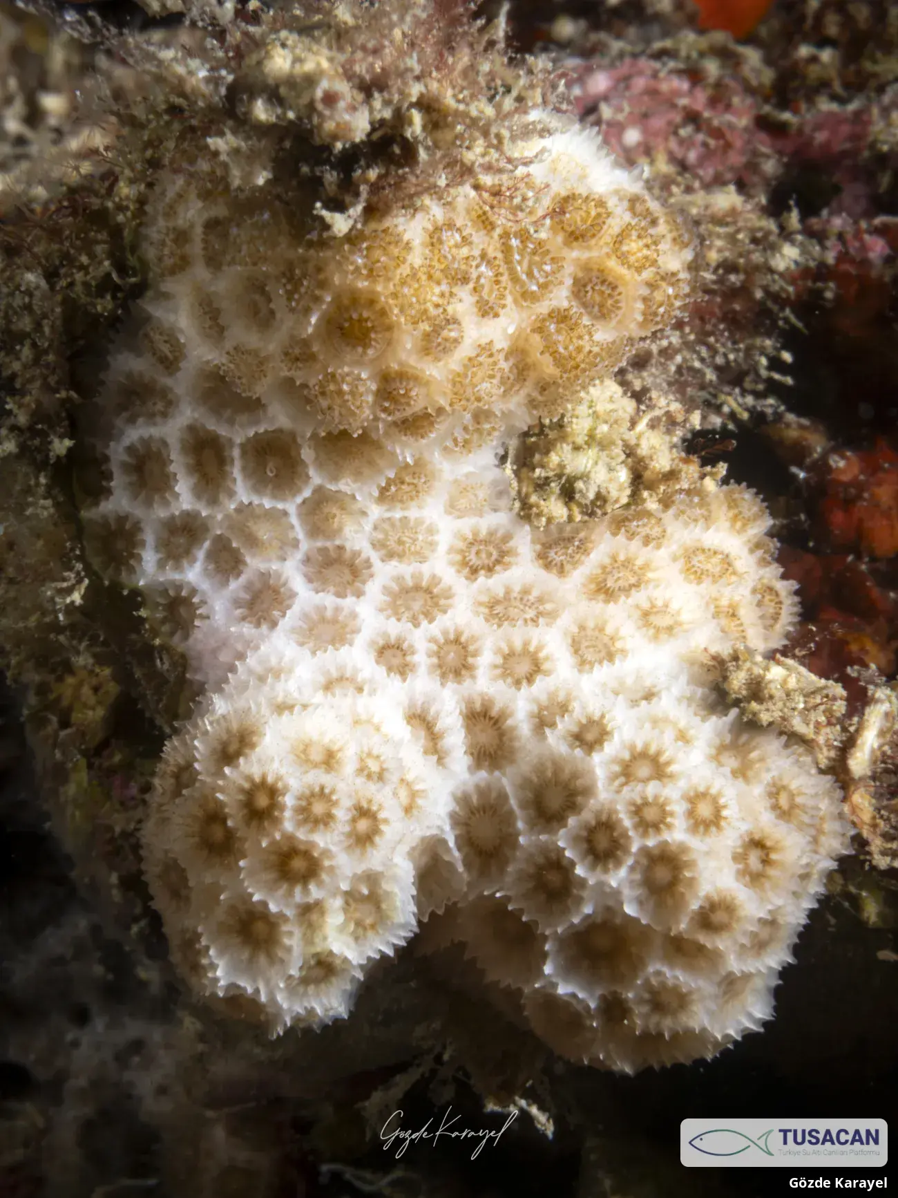 Madracis pharensis