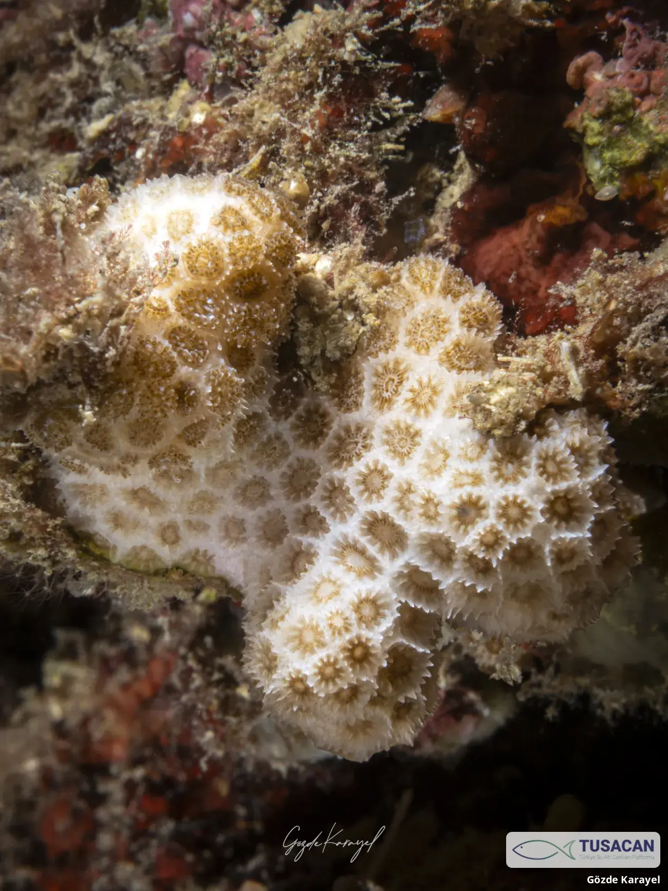 Madracis pharensis