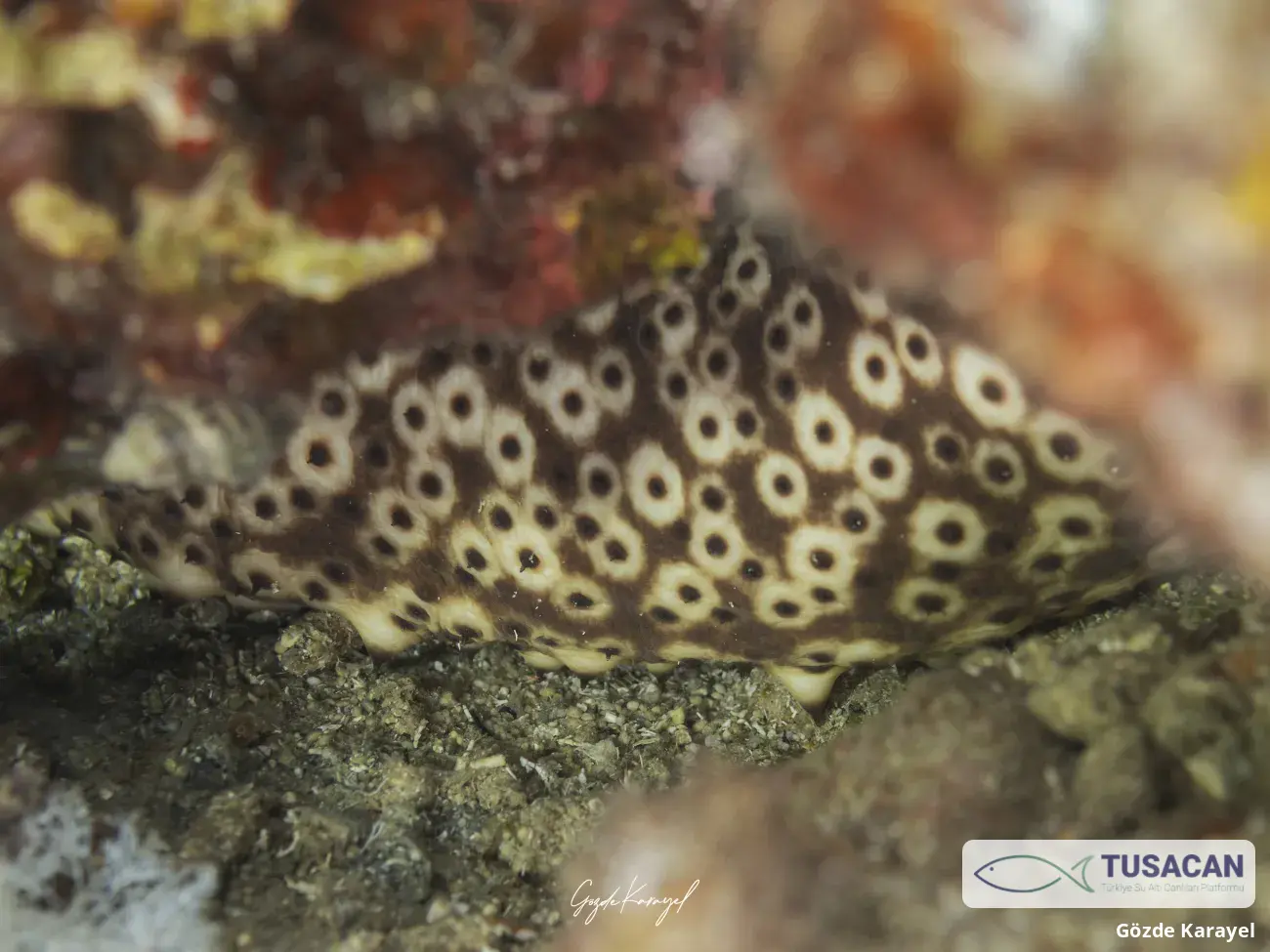 Holothuria (Platyperona) sanctori
