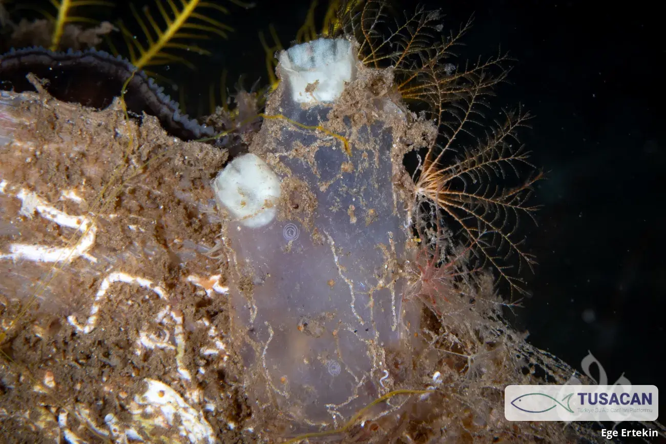 Ascidiella aspersa
