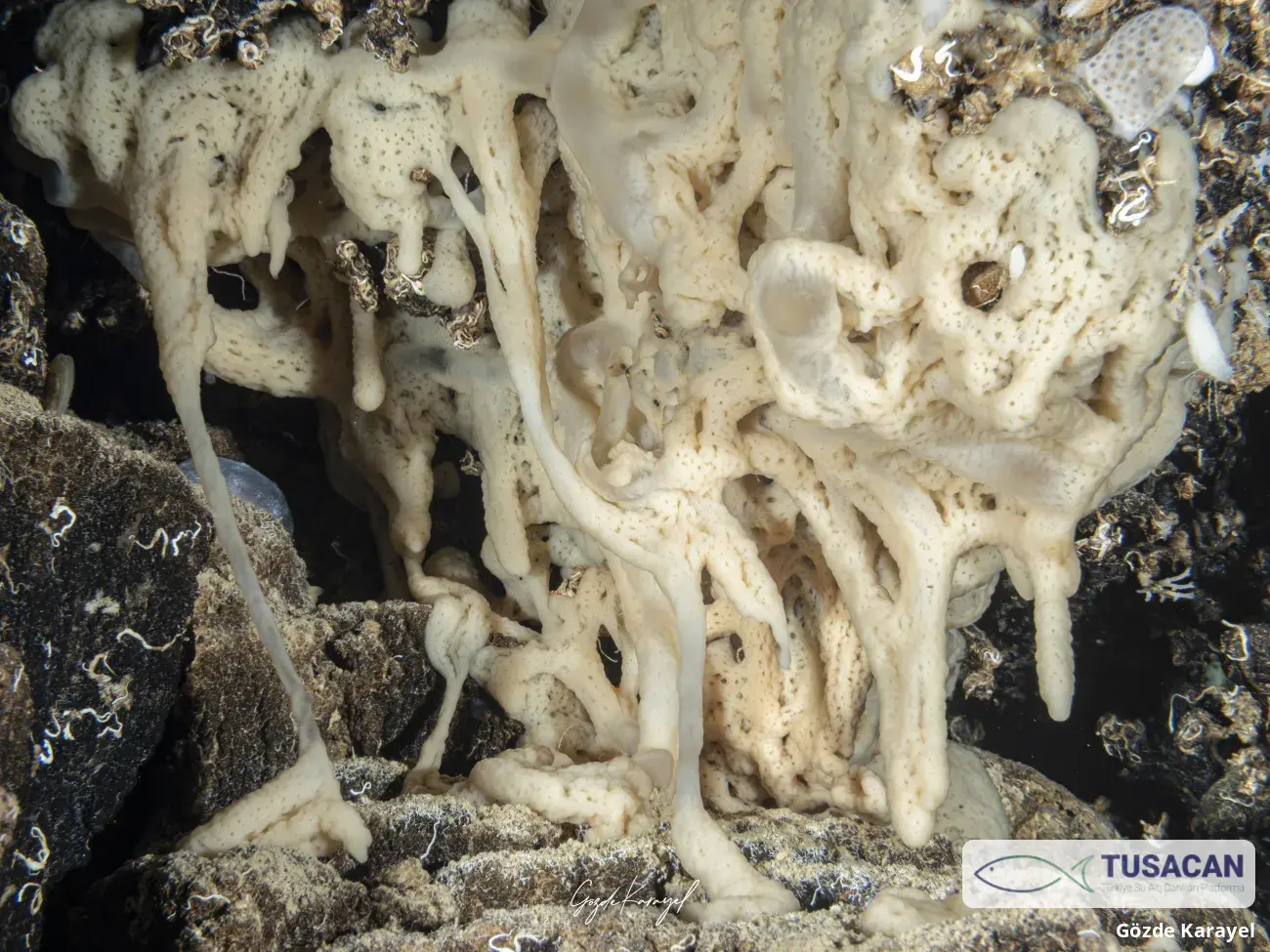 Haliclona (Soestella) mucosa