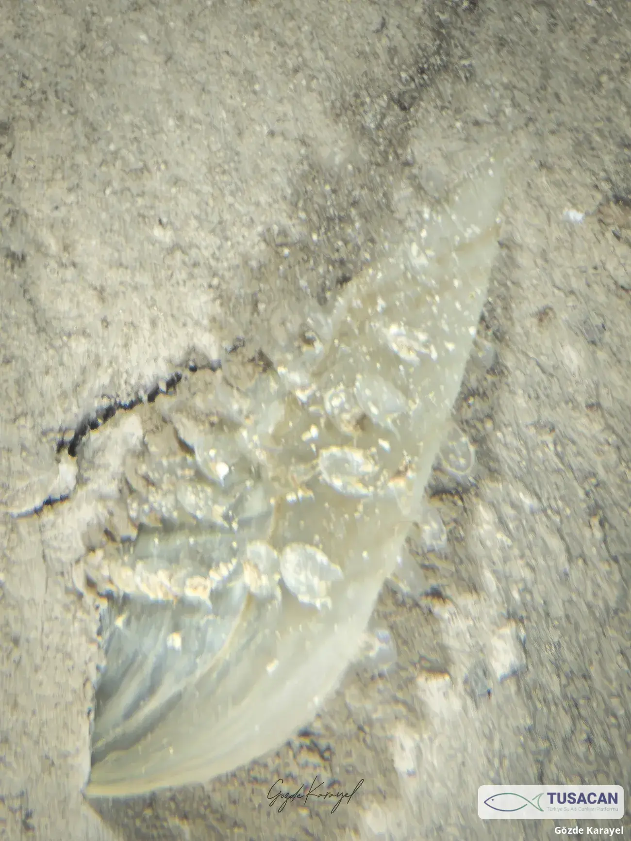Pinna sp.