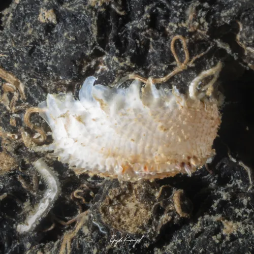 Cardita calyculata