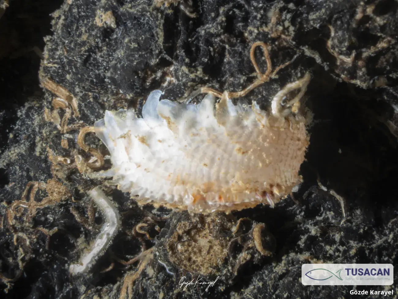 Cardita calyculata