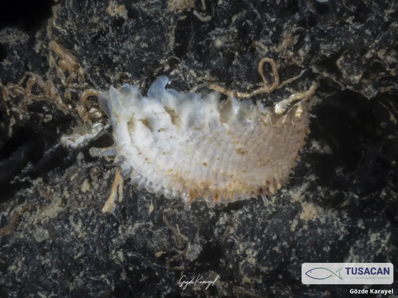 Cardita calyculata