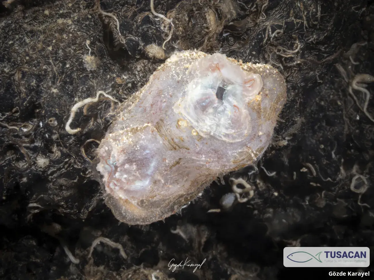 Tunicata spp.
