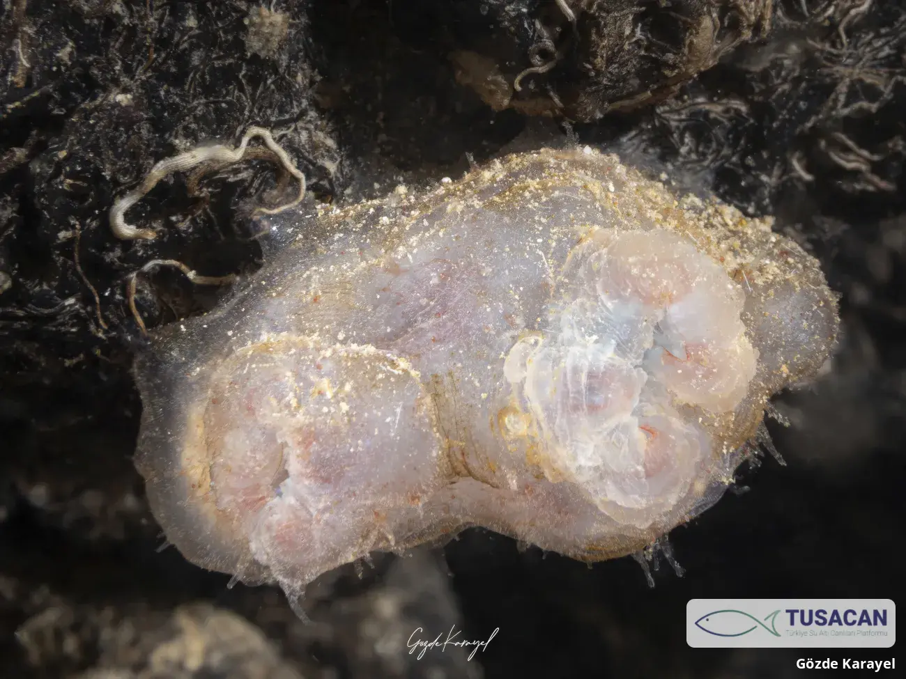 Tunicata spp.