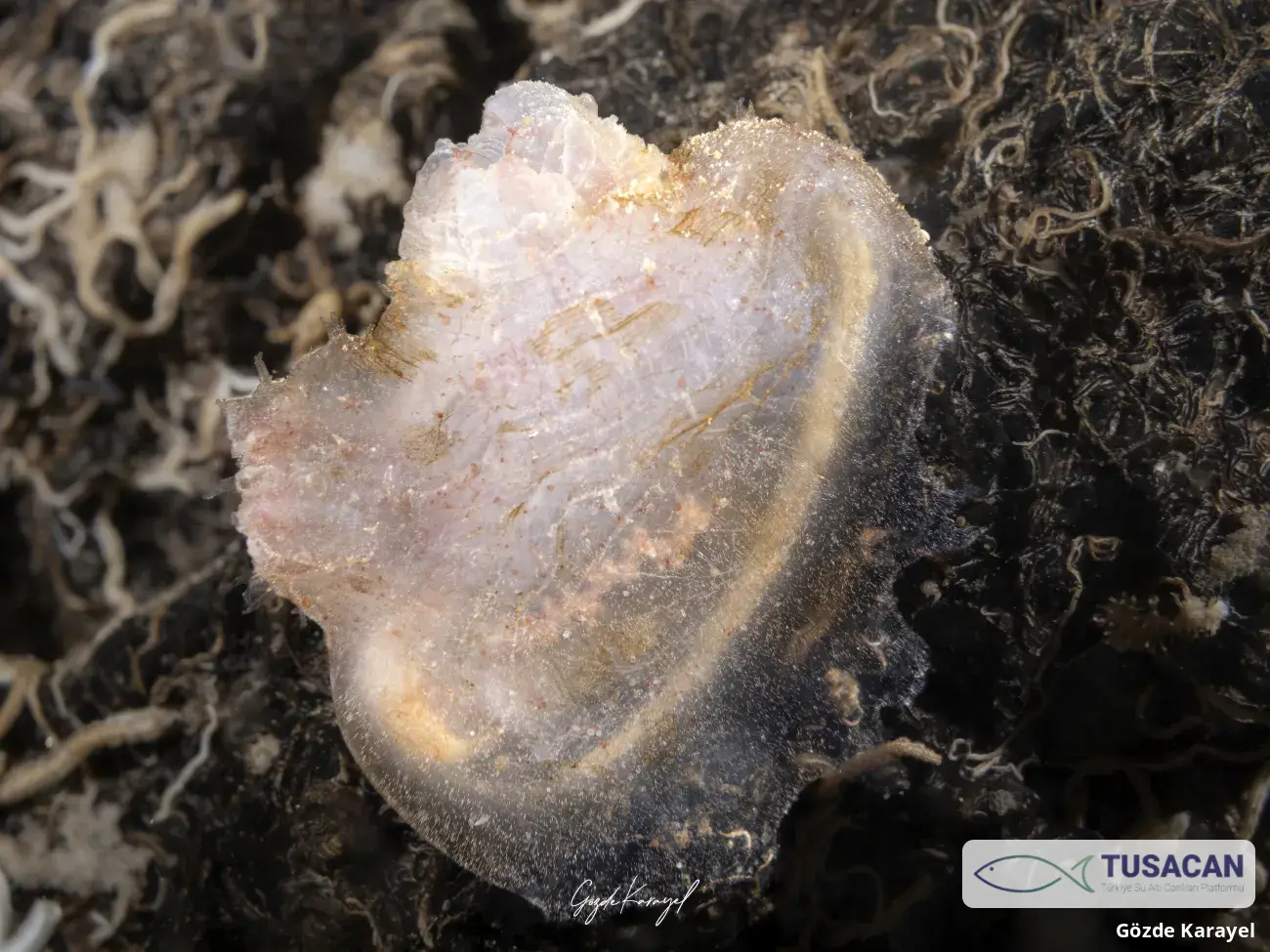Tunicata spp.
