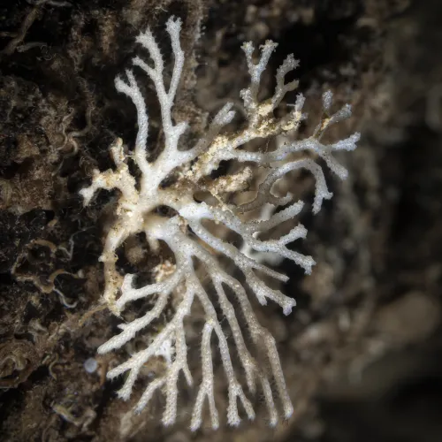Bryozoa spp.