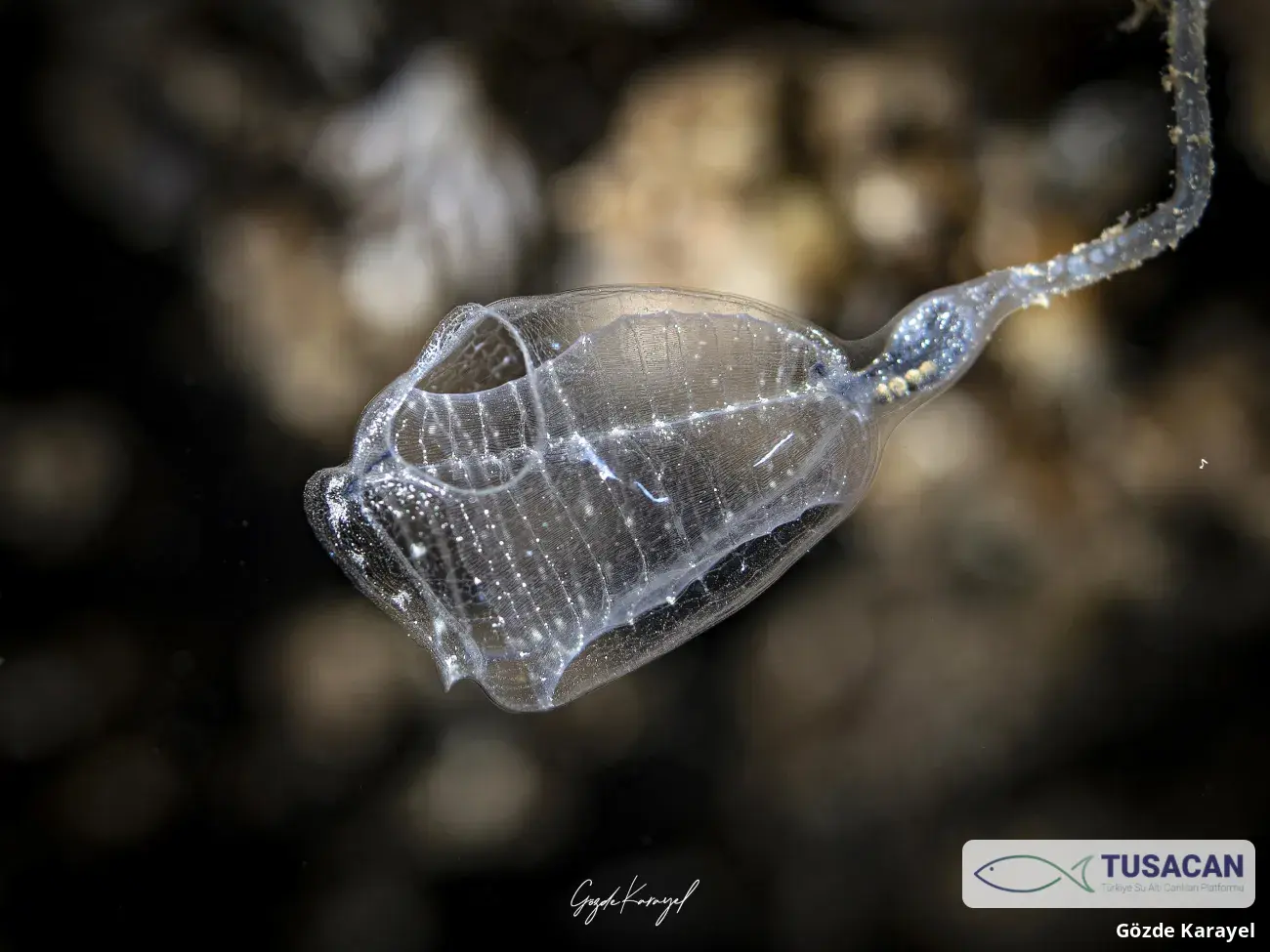 Clavelina Sp.