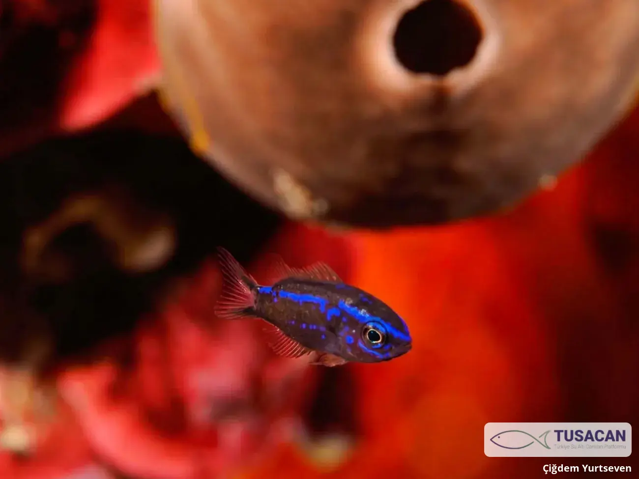 Chromis chromis