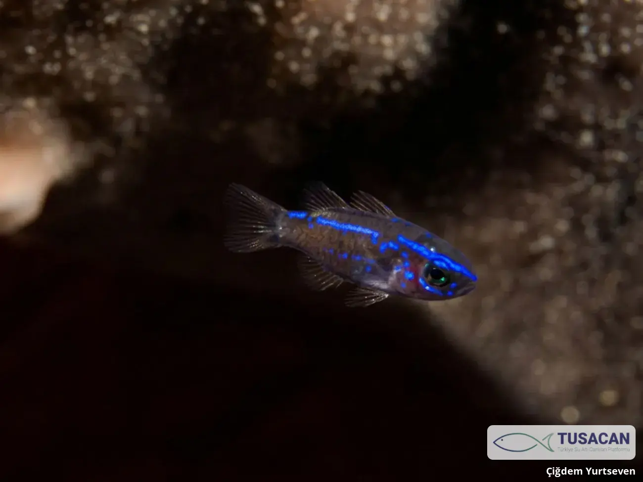 Chromis chromis