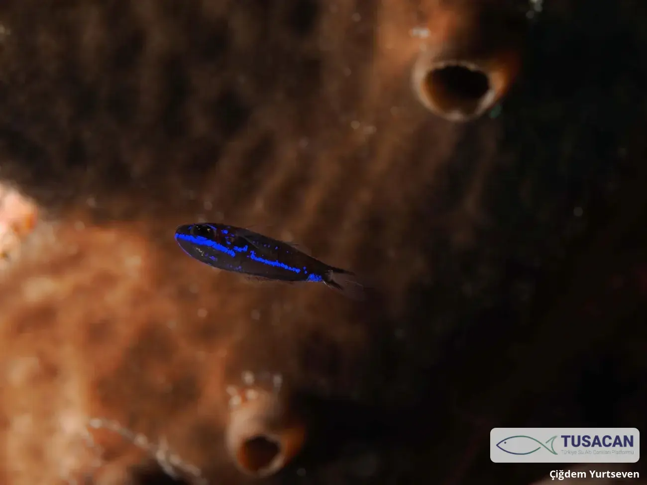 Chromis chromis