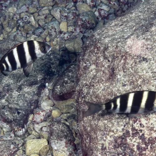 Diplodus cervinus