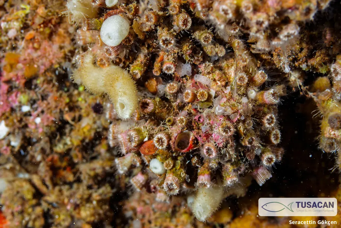 Polycyathus muellerae