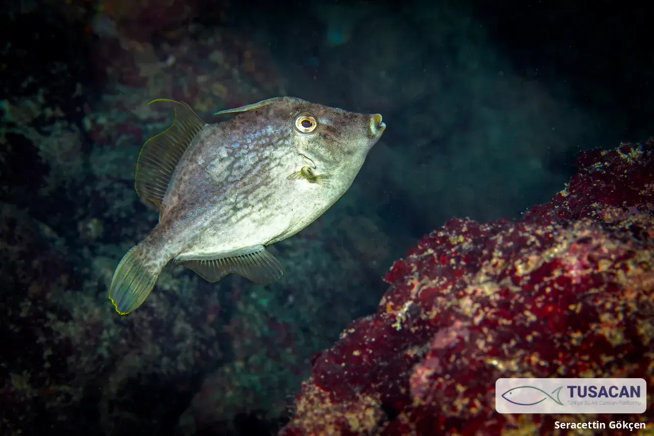 Stephanolepis diaspros