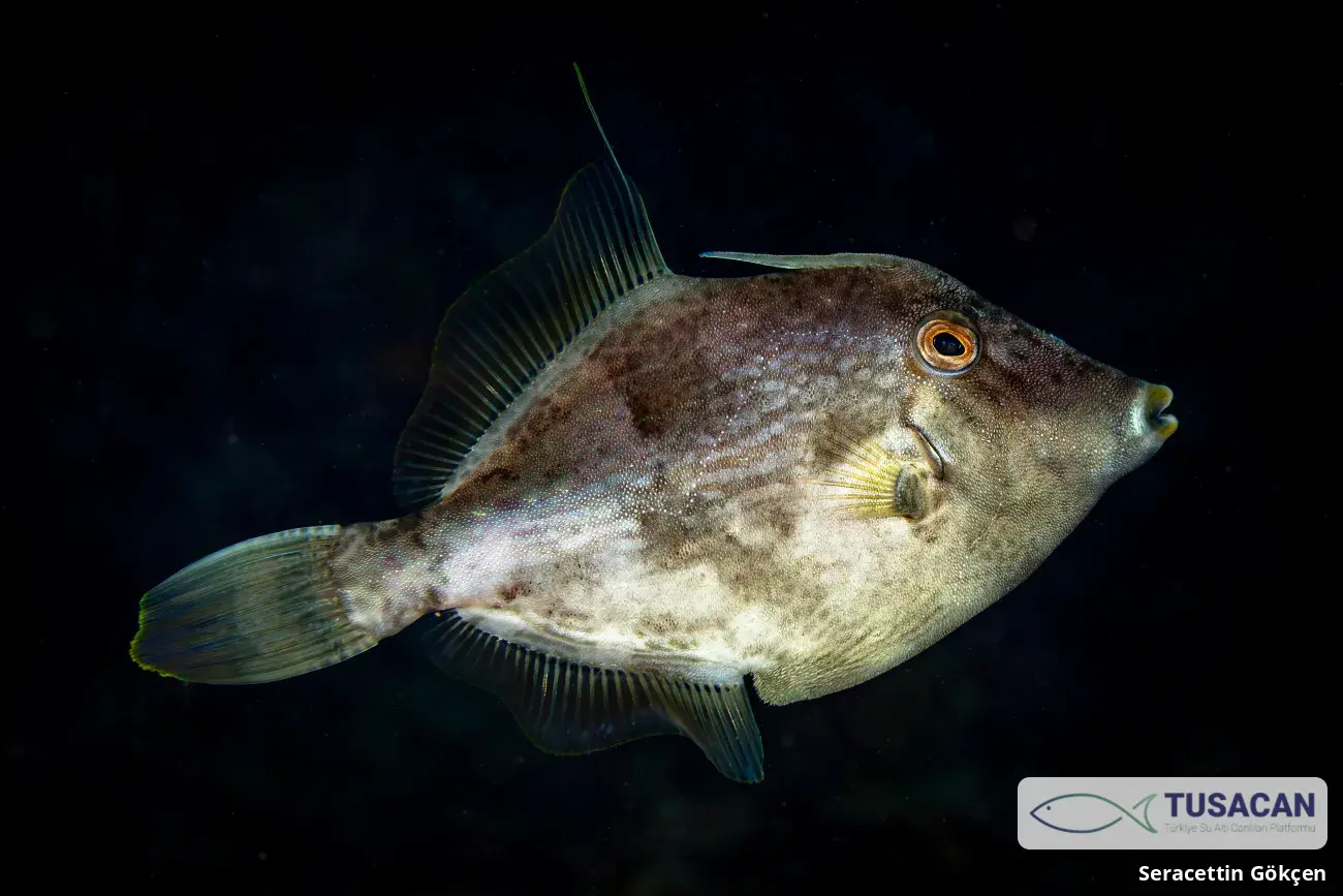 Stephanolepis diaspros