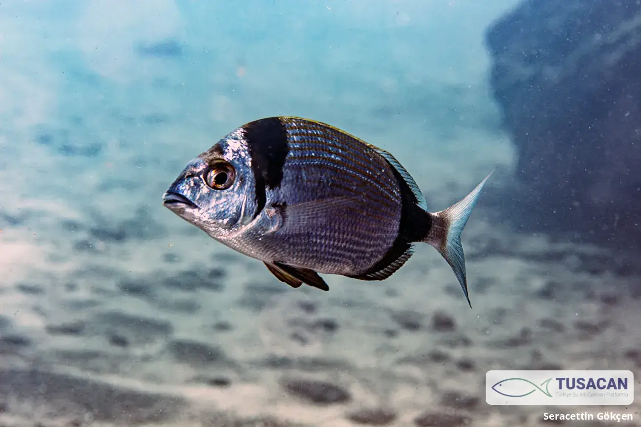 Diplodus vulgaris