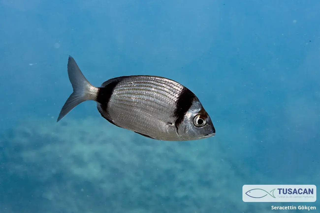 Diplodus vulgaris