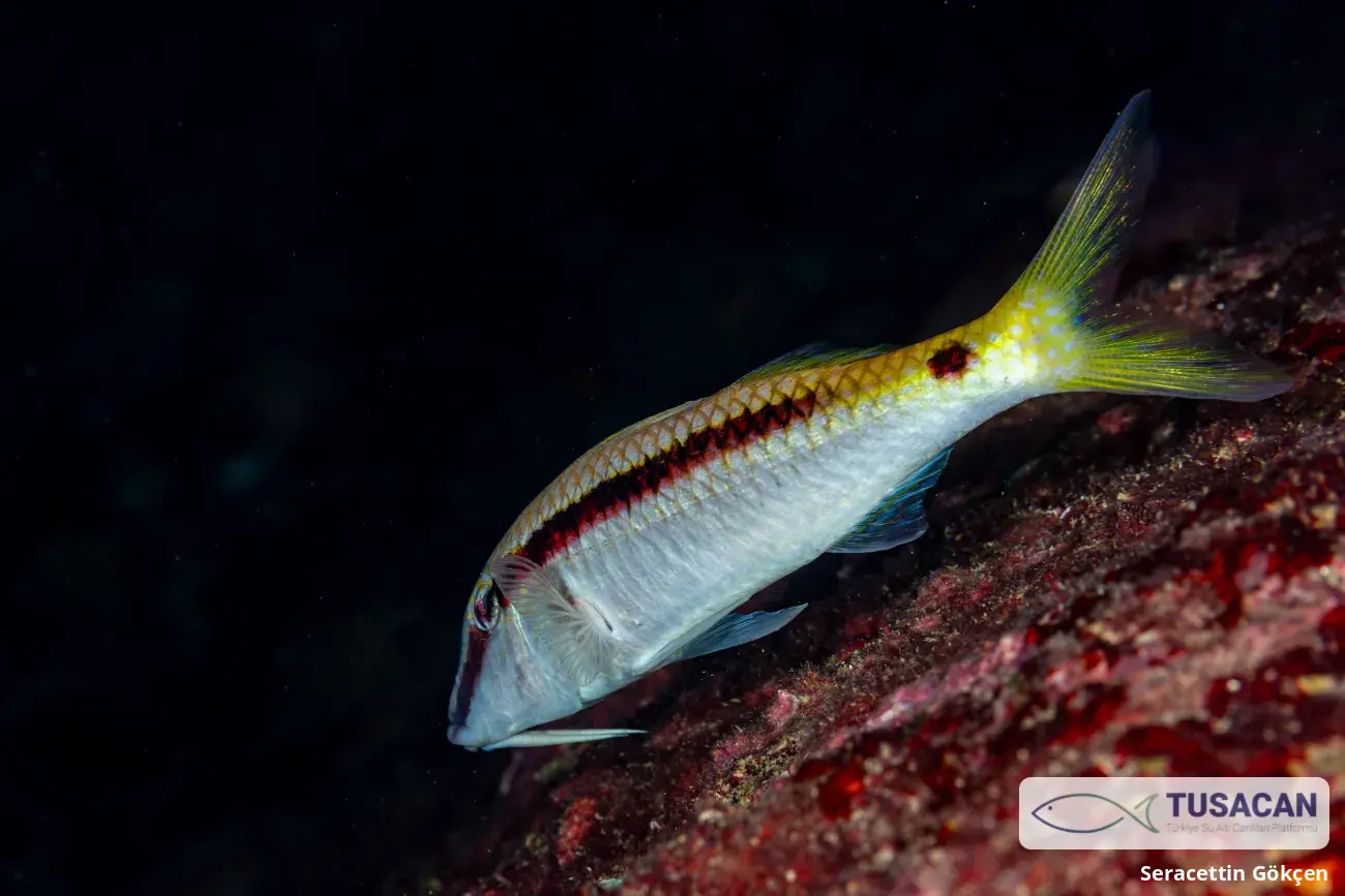 Parupeneus forsskali