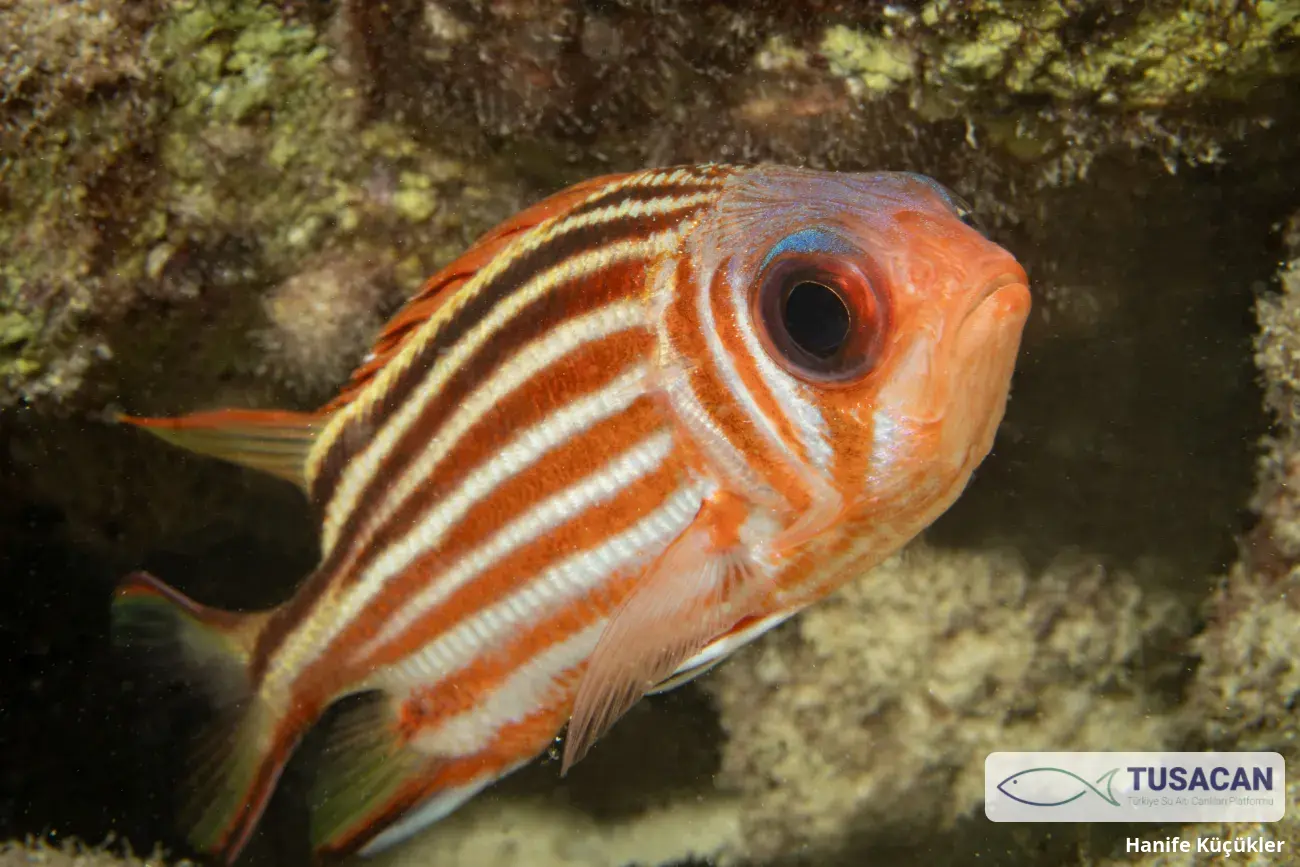 Sargocentron rubrum