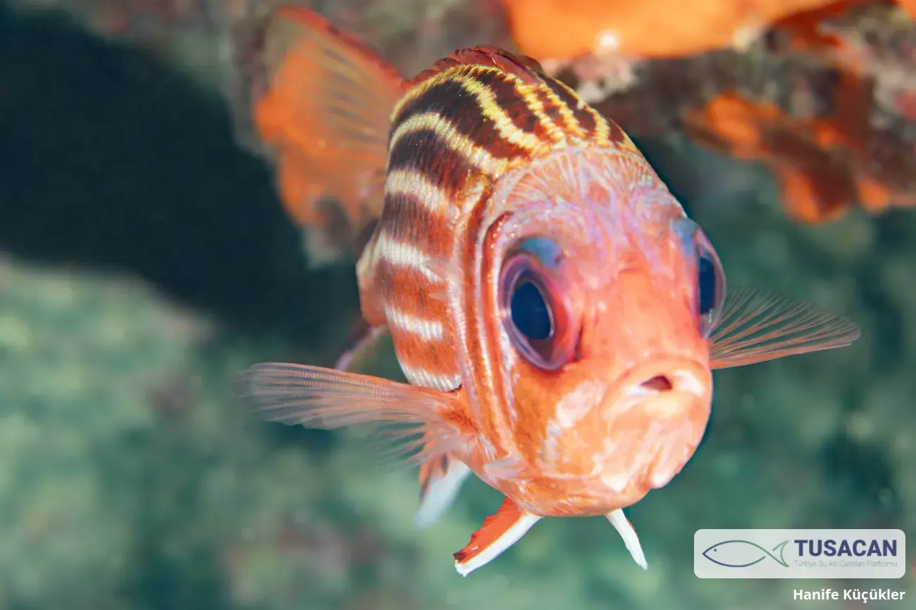 Sargocentron rubrum