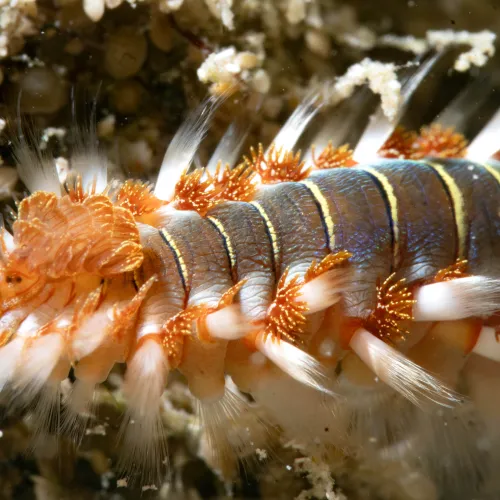 Hermodice carunculata